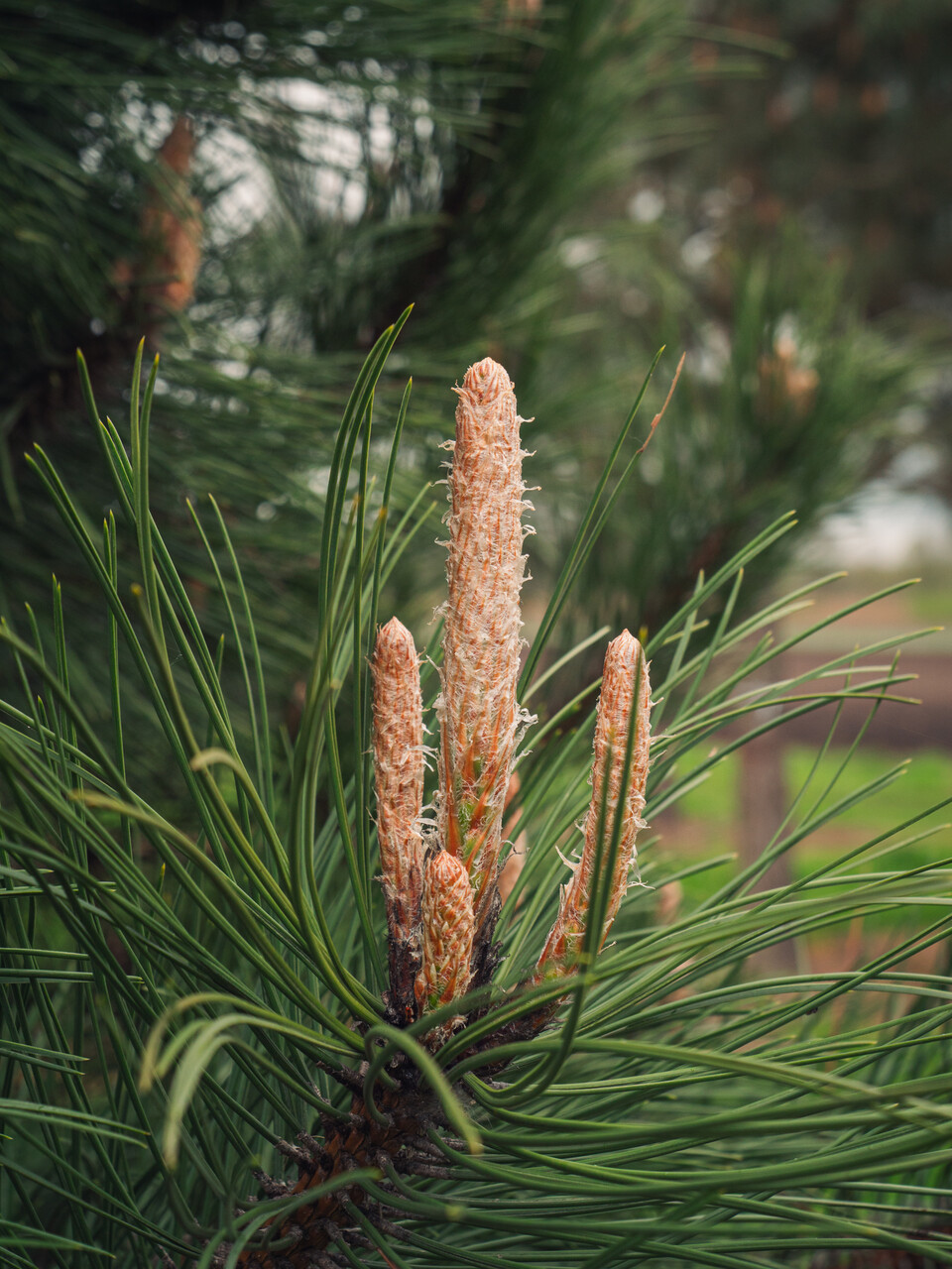 SUGALISM × PINE Pinus Nigra Austriaca 125-150 cm | 3G Garden